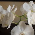 Mes orchidées encore fleuries au mois de juillet...