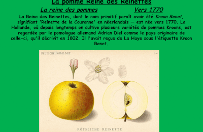 la pomme Reine des reinettes, vers 1770
