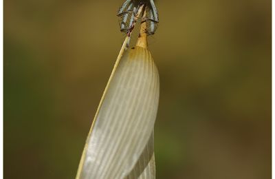 Agrion orangé d'Ardèche