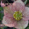 ECHANGES FLEURS DECEMBRE