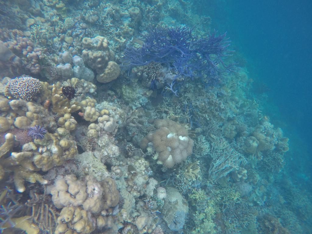G0010905