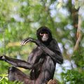 Singe araignée * Red-faced spider monkey