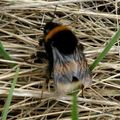 Une fondatrice de colonie : la femelle du Bourdon terrestre (Bombus terrestris)