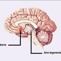 L'action des drogues sur le cerveau 