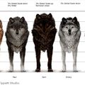 Les loups de synthèse dans New Moon