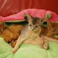 Nos chatons abyssins...se font de plus en plus beaux