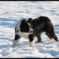 Gypsie, petite femelle border collie de 5 mois, fille de Fly et de Willowtree Epic Dancer