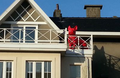 Un chien rouge sur une terrasse...