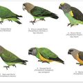 Différentes mutations de Poicephalus