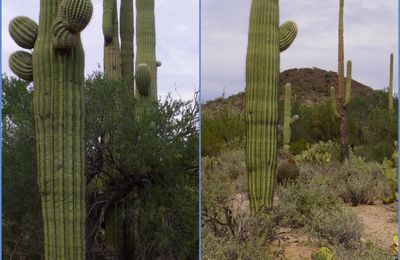 Le sud de l'Arizona