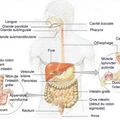 Le système digestif