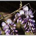 ABEILLE CHARPENTIÈRE ou XYLOCOPE 