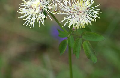 Fleurs diverses (suite) - Hautes Alpes