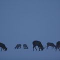 Dans la froideur de l'hiver,