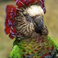 Red-fan Parrot (Deroptyus accipitrinus)