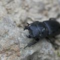 Cerf volant vs petite biche * Stag beetle vs small stag beetle