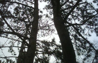 J'aime bien prendre en photo la cime des arbres. 