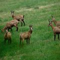 matinée chamois