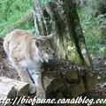 Pleins feux sur le lynx au zoo de Mulhouse