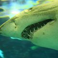 Maneater : un jeu de requin disponible sur PS4, Xbox One et PC