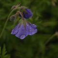 gouttes, gouttelettes de pluie