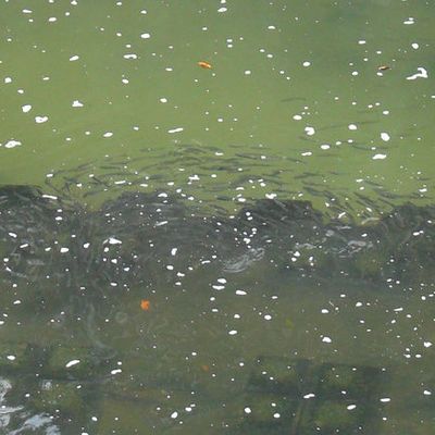 Des poissons dans la rivière !