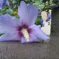 Lourde pluie pour une fleur d'hibiscus.....