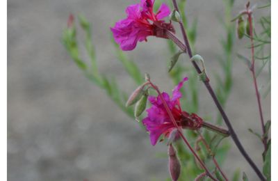 "Pompon rose", souvenir d'un été passé dans mon jardin