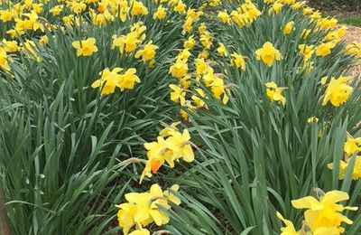 Le début du printemps dans le Perche