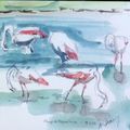 Flamingoes à Maguelone 