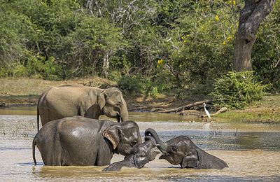 CAMBODGE - Des indices de rétablissement des populations d'Eléphants