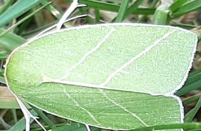 Les bestioles du jardin " Papillon vert "