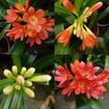 LE CLIVIA MIGNATA