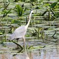 Héron en chasse au lac du Bourget