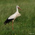 Cigogne blanche (Ciconia ciconia)