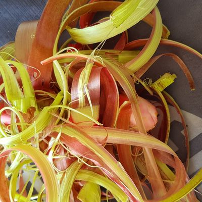 Rhubarbe