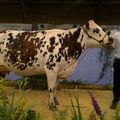 Laurent Beauvais président de région en Normandie, à propos de la race bovine normande...