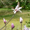 Les jolies fleurs du Magnolia étoilé...