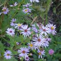 Voyage au Canada - Fleurs à Manche d'Epée