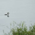 GREBE HUPPE