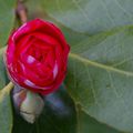 Fleurs de Mars ...