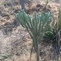 Cactus en Calvillo Aguascalientes, Mexique