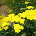 Les achillées en bouquets de fleurs fraîches ou sèches…