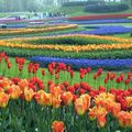 Des champs de fleurs au patrimoine remarquable de Maastricht, offrez-vous une excursion aux Pays Bas le 14 avril avec Escapades