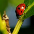 Coccinelle