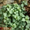 Lamium maculatum ‘ Beacon Silver ‘ photo et culture 