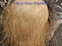 MAITTE du Kit de Priscila Lopez N°047/800