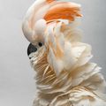 Birds by Joel Sartore
