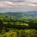 Océan de verdure