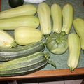 Voici toute les courgettes ramassées ce jour, je commence à trop en avoir...